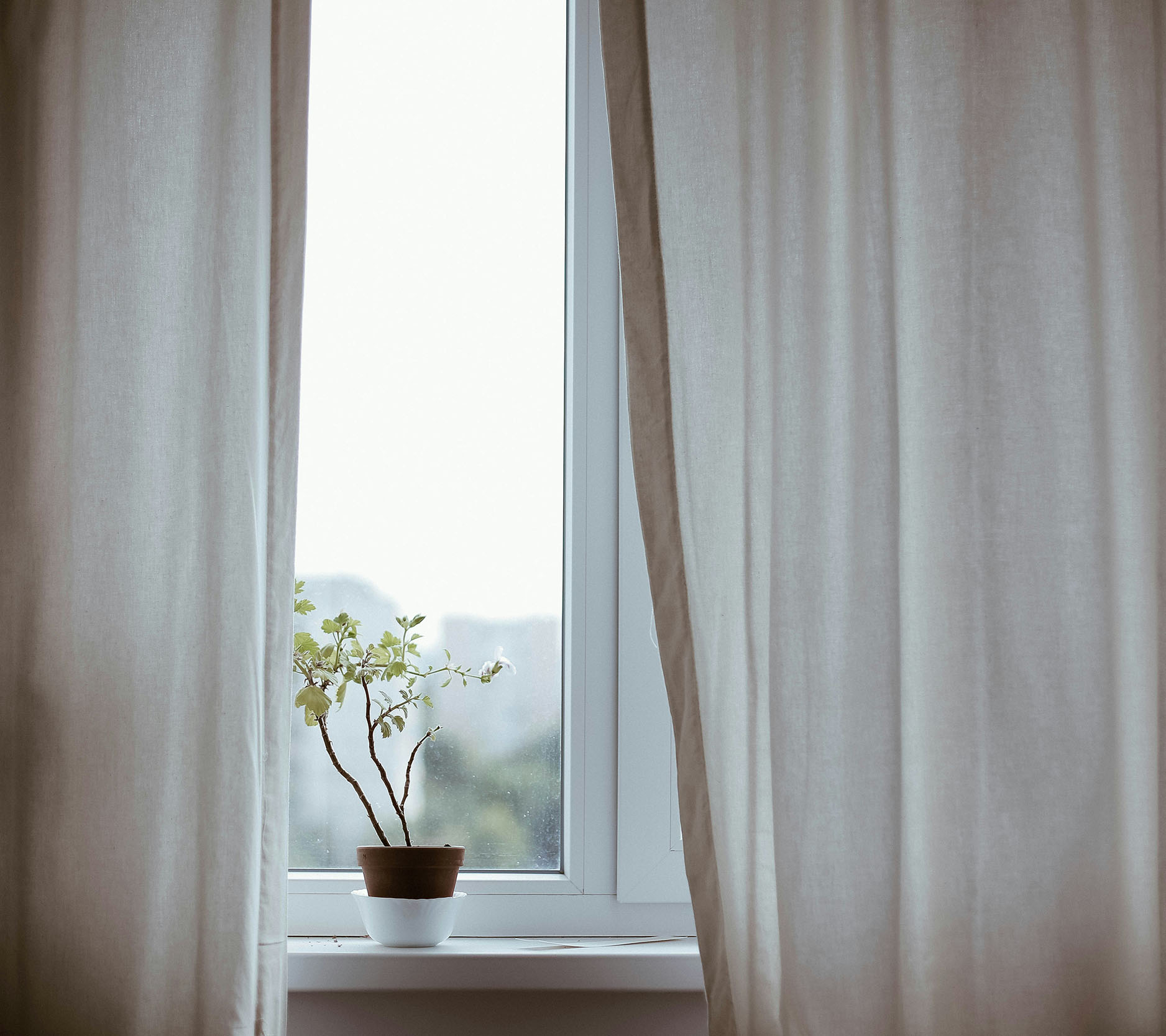 small tree plant sitting on windowsill with beige curtains on either side of the window, Sheaff Brock investment advisors blog, retail consumers