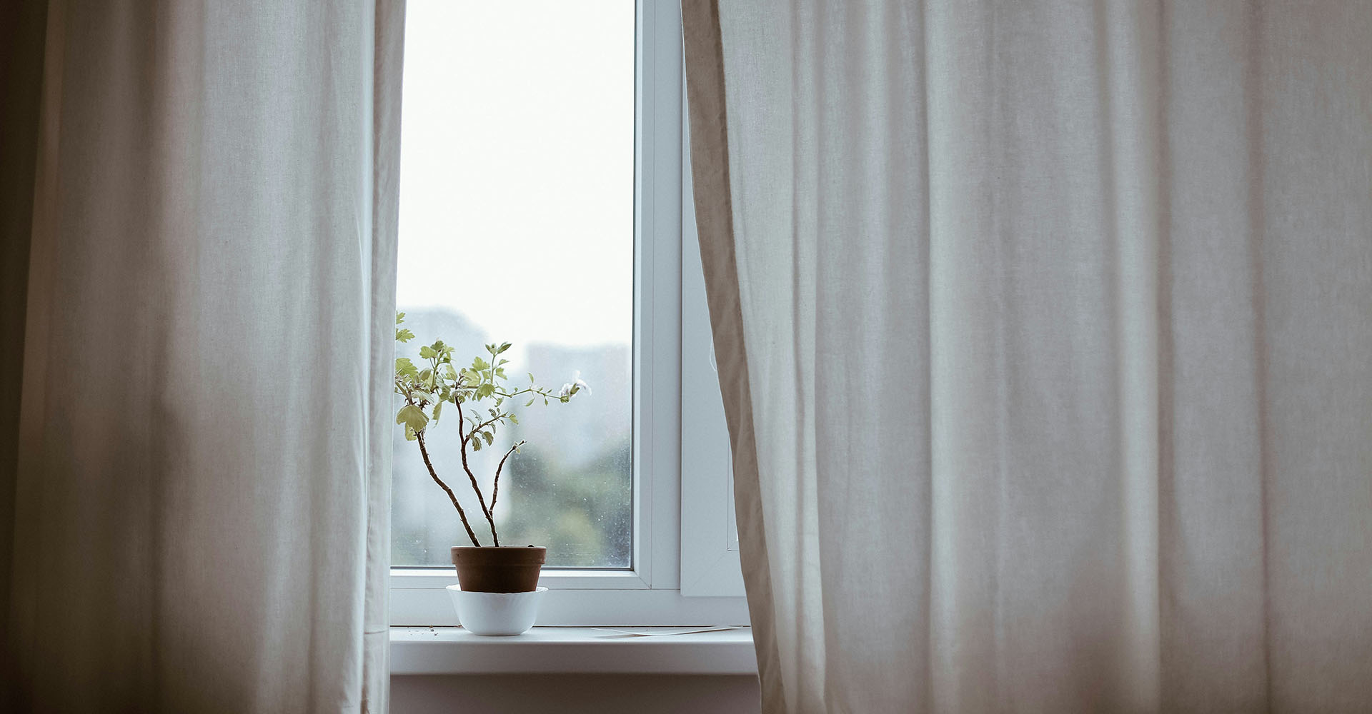 small tree plant sitting on windowsill with beige curtains on either side of the window, Sheaff Brock investment advisors blog, retail consumers