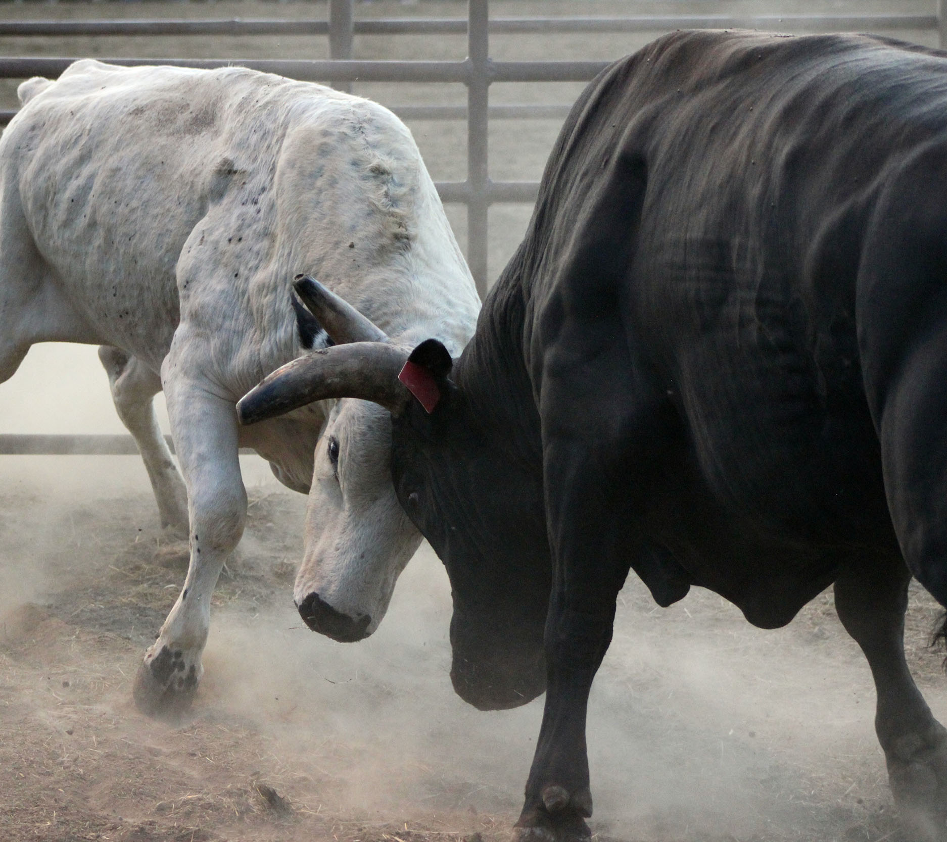 Sheaff Brock in the news, Dave Gilreath publications for Investing.com, close-up of a black and white bull butting heads