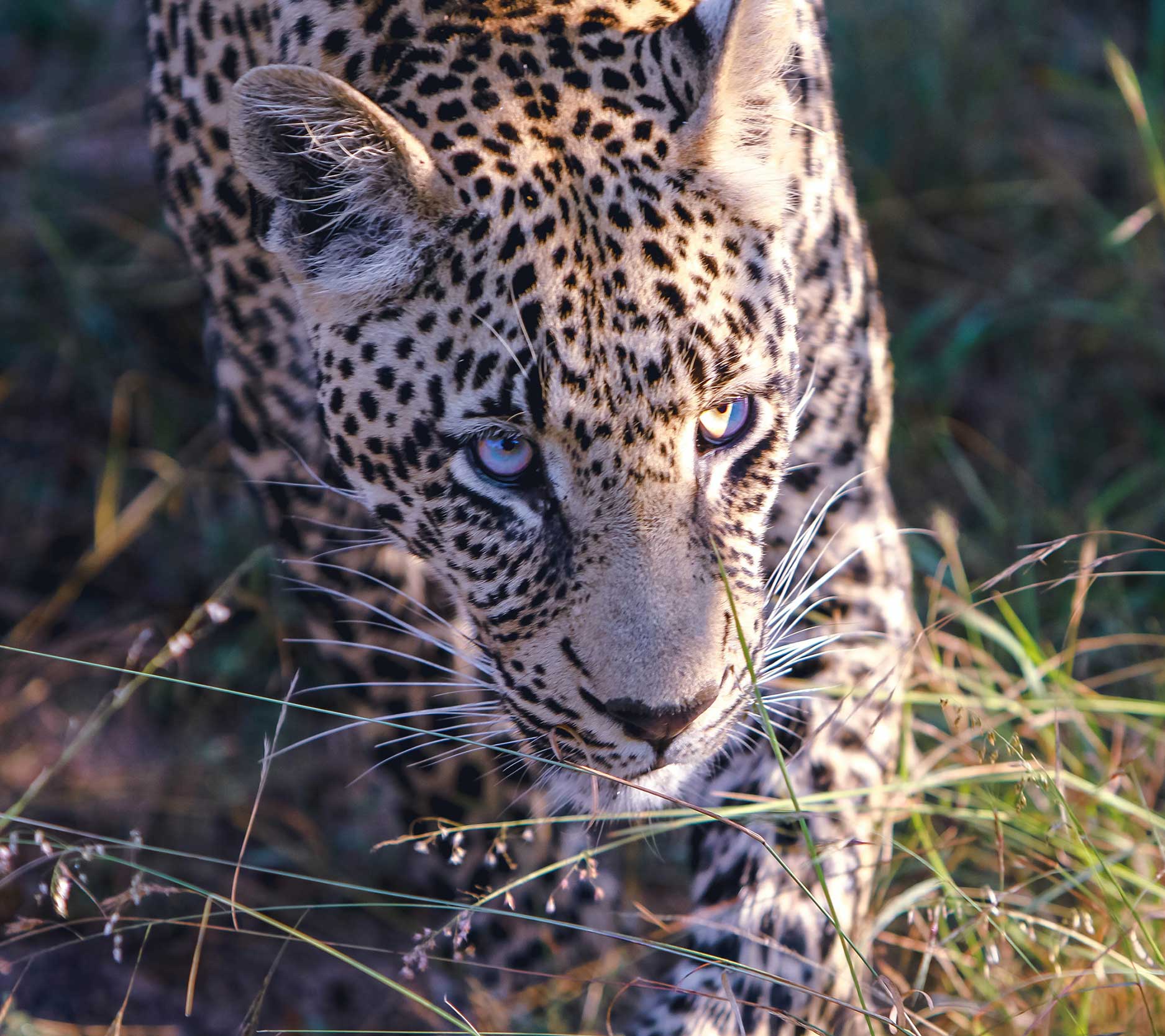 Sheaff Brock market update newsletters, November 2023, close-up of leopard crouched behind grasses