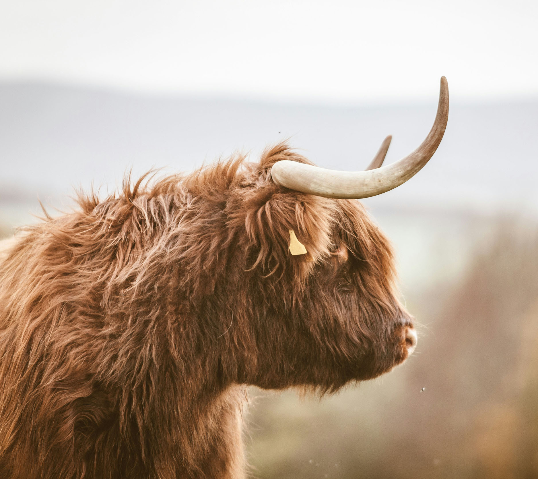 Sheaff Brock market update newsletters, July 2024, close-up of a wooly bull looking to the right